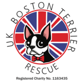 Boston Terrier